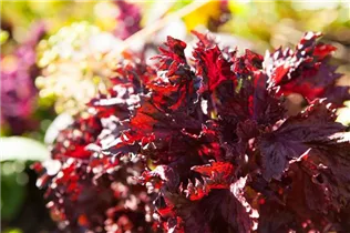 Perilla frutescens - Schwarznessel Perilla frutescens - Schwarznessel