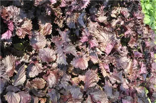 Perilla frutescens - Schwarznessel Perilla frutescens - Schwarznessel