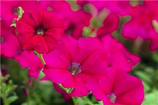 Petunia 'AlpeTunia'® - Petunie 'AlpeTunia'® Petunia 'AlpeTunia'® - Petunie 'AlpeTunia'®