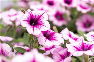 Petunia 'AlpeTunia'® - Petunie 'AlpeTunia'® Petunia 'AlpeTunia'® - Petunie 'AlpeTunia'®