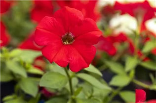 Petunia 'AlpeTunia'® - Petunie 'AlpeTunia'® Petunia 'AlpeTunia'® - Petunie 'AlpeTunia'®