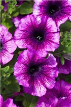 Petunia 'AlpeTunia'® - Petunie 'AlpeTunia'® Petunia 'AlpeTunia'® - Petunie 'AlpeTunia'®