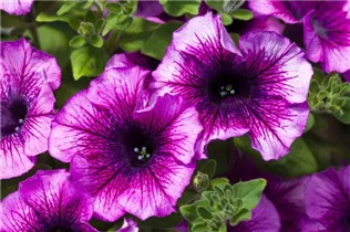 Petunia 'AlpeTunia'® - Petunie 'AlpeTunia'® Petunia 'AlpeTunia'® - Petunie 'AlpeTunia'®