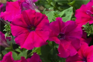 Petunia 'AlpeTunia'® - Petunie 'AlpeTunia'® Petunia 'AlpeTunia'® - Petunie 'AlpeTunia'®