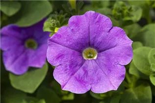 Petunia 'AlpeTunia'® - Petunie 'AlpeTunia'® Petunia 'AlpeTunia'® - Petunie 'AlpeTunia'®