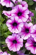 Petunia 'AlpeTunia'® - Petunie 'AlpeTunia'® Petunia 'AlpeTunia'® - Petunie 'AlpeTunia'®