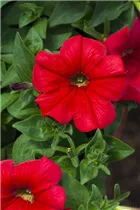 Petunia 'AlpeTunia'® - Petunie 'AlpeTunia'® Petunia 'AlpeTunia'® - Petunie 'AlpeTunia'®