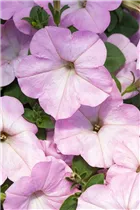 Petunia 'AlpeTunia'® - Petunie 'AlpeTunia'® Petunia 'AlpeTunia'® - Petunie 'AlpeTunia'®
