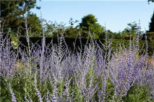 Perovskia atriplicifolia - Blauraute