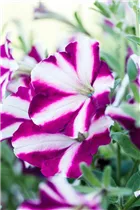 Petunia 'Amore™ Joy' - Petunie 'Amore™ Joy'