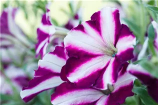 Petunia 'Amore™ Joy' - Petunie 'Amore™ Joy'
