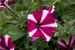 Petunia 'Amore™ Joy' - Petunie 'Amore™ Joy'