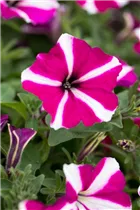 Petunia 'Amore™ Joy' - Petunie 'Amore™ Joy'