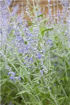 Perovskia atriplicifolia 'Lacey Blue'® - Blauraute 'Lacey Blue'®
