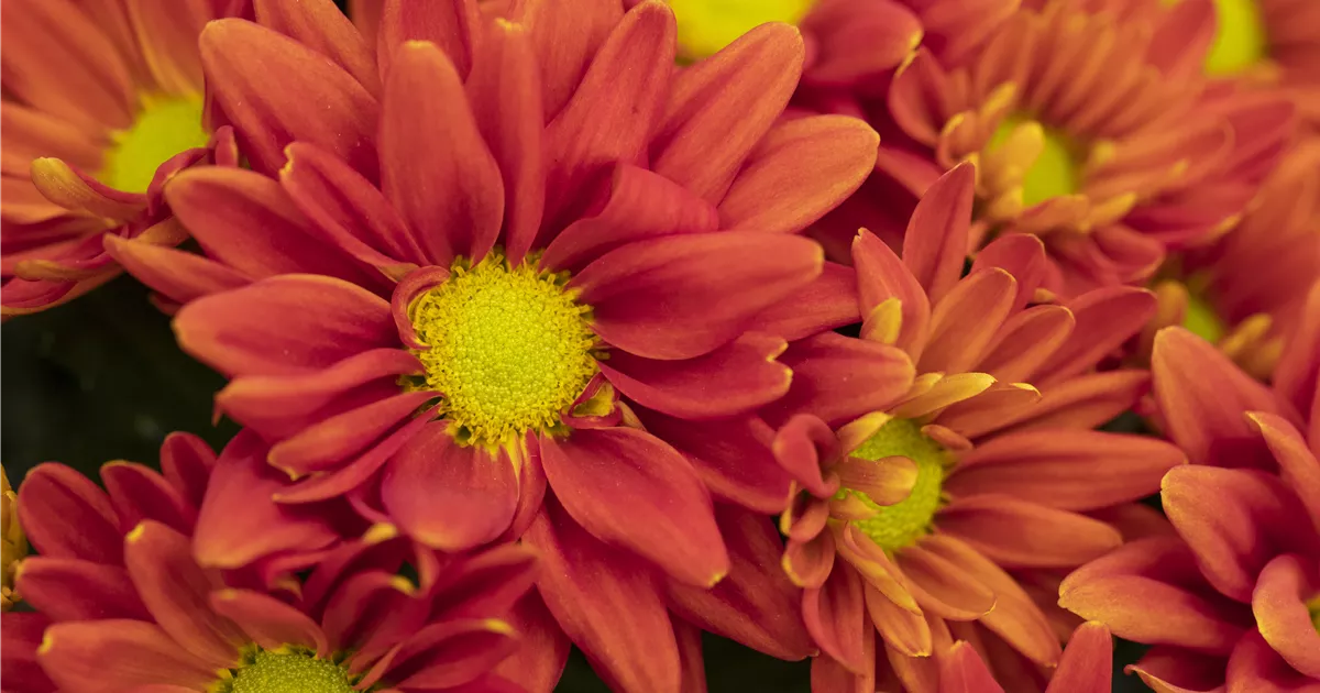  - Highlight statt Niederschlag mit Gartenblumen im Herbst