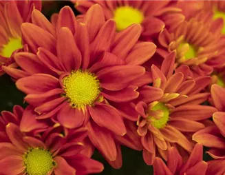 Highlight statt Niederschlag mit Gartenblumen im Herbst