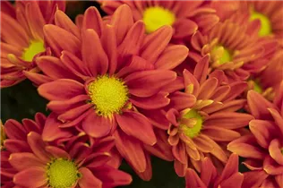 Chrysanthemum indicum 'Breeze' - Herbst-Chrysantheme 'Breeze'