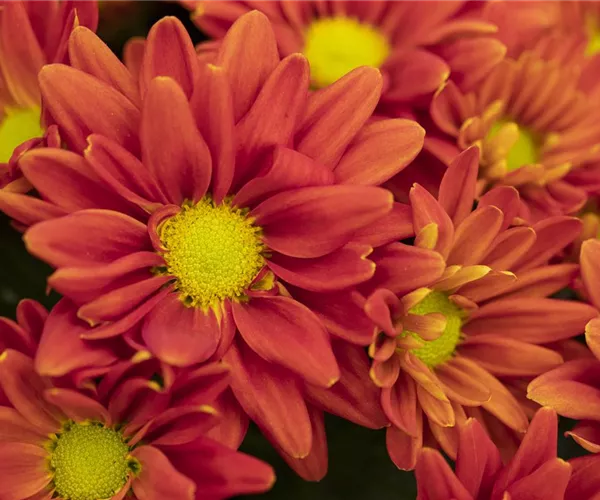 - Highlight statt Niederschlag mit Gartenblumen im Herbst  - Highlight statt Niederschlag mit Gartenblumen im Herbst