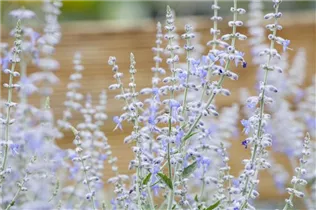 Perovskia atriplicifolia 'Lacey Blue'® - Blauraute 'Lacey Blue'®