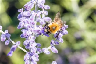 Perovskia atriplicifolia 'Lacey Blue'® - Blauraute 'Lacey Blue'®