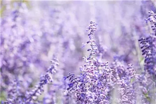 Perovskia atriplicifolia 'Lacey Blue'® - Blauraute 'Lacey Blue'®