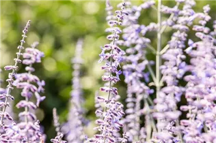 Perovskia atriplicifolia 'Lacey Blue'® - Blauraute 'Lacey Blue'®