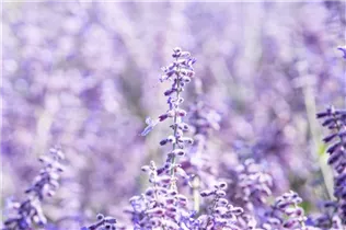 Perovskia atriplicifolia 'Lacey Blue'® - Blauraute 'Lacey Blue'®