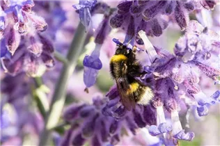 Perovskia atriplicifolia 'Lacey Blue'® - Blauraute 'Lacey Blue'®