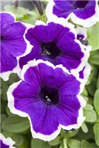 Petunia 'Blue Picotee' - Petunie 'Blue Picotee'