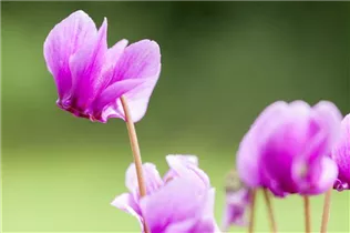 Cyclamen hederifolium f. roseum - Alpenveilchen Cyclamen hederifolium f. roseum - Alpenveilchen