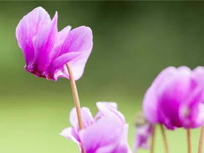 Cyclamen hederifolium f. roseum - Alpenveilchen Cyclamen hederifolium f. roseum - Alpenveilchen