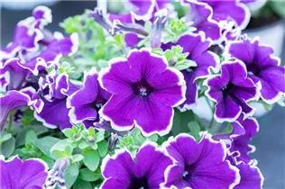 Petunia 'Blue Picotee' - Petunie 'Blue Picotee'