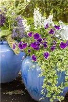 Petunia 'Blue Picotee' - Petunie 'Blue Picotee'