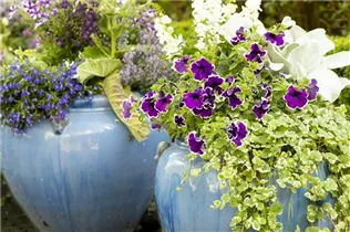 Petunia 'Blue Picotee' - Petunie 'Blue Picotee'