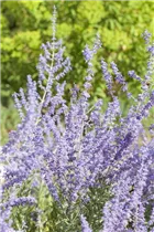 Perovskia atriplicifolia 'Little Spire'® - Kleine Blauraute 'Little Spire'®
