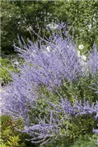 Perovskia atriplicifolia 'Little Spire'® - Kleine Blauraute 'Little Spire'®