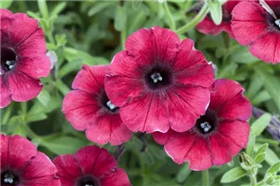 Petunia 'Chocolina' - Petunie