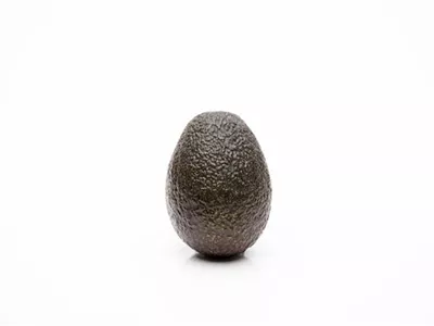Persea americana - Avocado Persea americana - Avocado