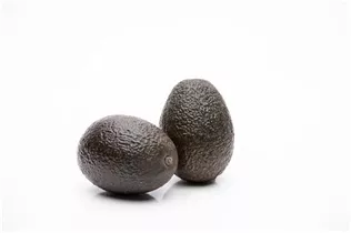 Persea americana - Avocado Persea americana - Avocado