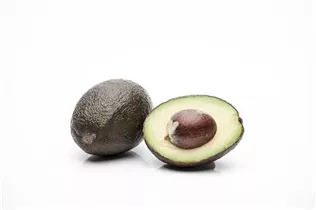 Persea americana - Avocado Persea americana - Avocado