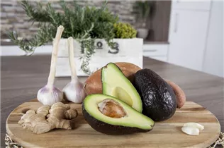 Persea americana - Avocado Persea americana - Avocado