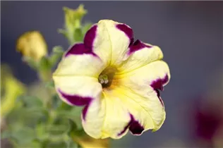 Petunia Crazytunia® - Petunie Crazytunia®