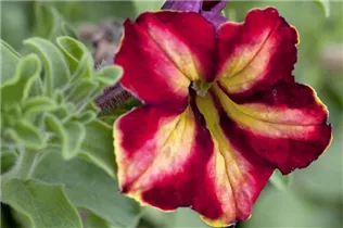 Petunia Crazytunia® - Petunie Crazytunia®