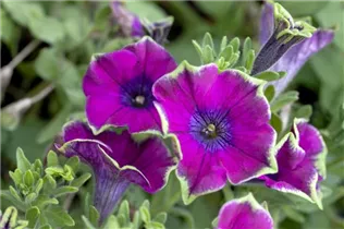 Petunia Crazytunia® - Petunie Crazytunia®