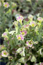 Petunia Crazytunia® - Petunie Crazytunia®