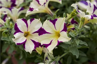 Petunia Crazytunia® - Petunie Crazytunia®