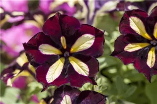 Petunia Crazytunia® - Petunie Crazytunia®