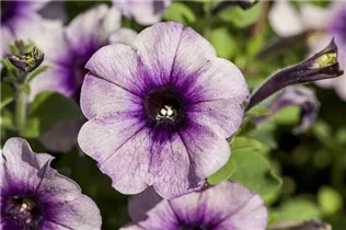 Petunia Crazytunia® - Petunie Crazytunia®