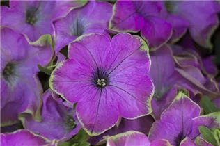Petunia Crazytunia® - Petunie Crazytunia®