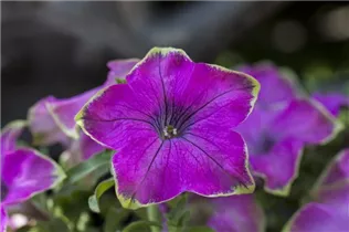 Petunia Crazytunia® - Petunie Crazytunia®